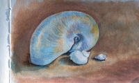 Shells 