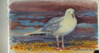 Hull Gull